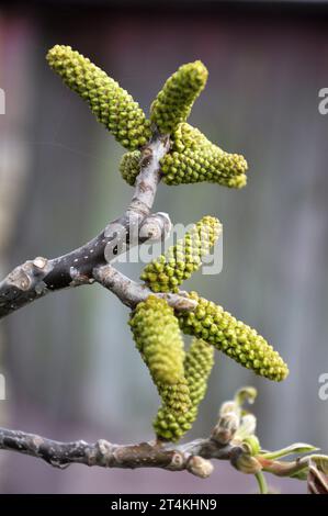 Frühlingsblütendes Walnussholz auf unscharfem Hintergrund Stockfoto