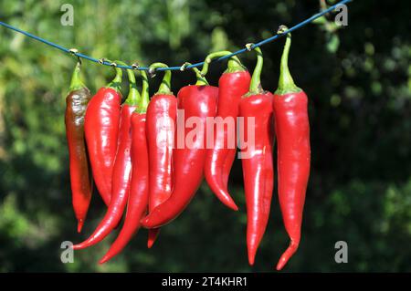 Rote, heiße Chilischote trocknet an der Schnur Stockfoto