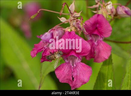 Biene sammelt Pollen von einer Himalaya-Balsam-Blume und bedeckt mit Pollen Stockfoto