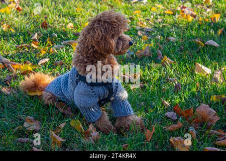 Miniatur-Aprikosenpudel in grauem Pullover auf Gras und gefallenen Blättern. Ein Welpe spaziert in einem Stadtpark. Ein sonniger Herbsttag. Stockfoto