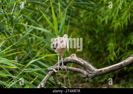 Wunderschönes weißes ibis (Eudocimus albus), das in den USA draußen gesehen wird. Mittelgroßer Watvogel mit langem, geschwungenem Schnabel und knallroten Beinen. In uns gefunden Stockfoto