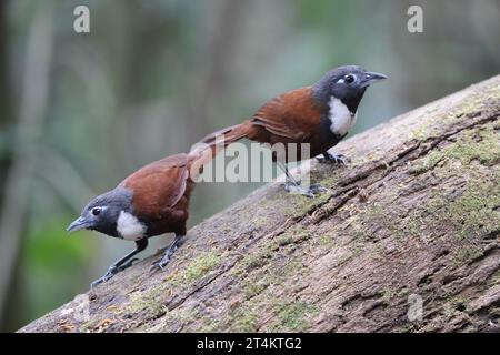 Der Weissbibbenbabbler (Stachyris thoracica) ist eine Vogelart aus der Familie Timaliidae. Sie ist auf Bali und Java zu finden. Stockfoto