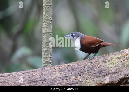 Der Weissbibbenbabbler (Stachyris thoracica) ist eine Vogelart aus der Familie Timaliidae. Sie ist auf Bali und Java zu finden. Stockfoto