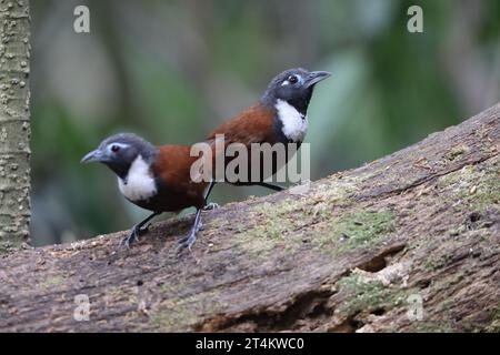 Der Weissbibbenbabbler (Stachyris thoracica) ist eine Vogelart aus der Familie Timaliidae. Sie ist auf Bali und Java zu finden. Stockfoto