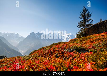 Herbstfarben in Chamonix mit Aiguille du Midi und Mont Blanc in Frankreich Stockfoto