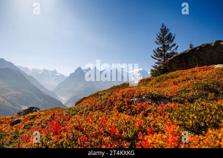 Herbstfarben in Chamonix mit Aiguille du Midi und Mont Blanc in Frankreich Stockfoto