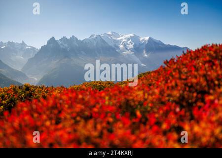 Herbstfarben in Chamonix mit Aiguille du Midi und Mont Blanc in Frankreich Stockfoto