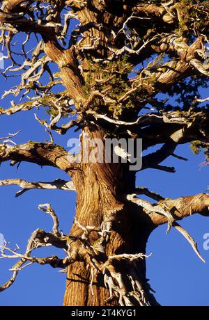 Wacholder, El Dorado National Forest, Carson Pass National Scenic Byway, Kalifornien Stockfoto