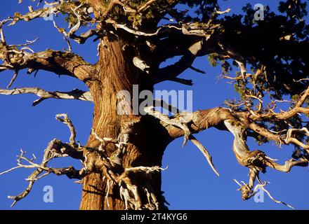 Wacholder, El Dorado National Forest, Carson Pass National Scenic Byway, Kalifornien Stockfoto