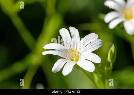 Makroaufnahme von blühenden Blüten mit großer Stitkrautblüte (Rabelera holostea) Stockfoto