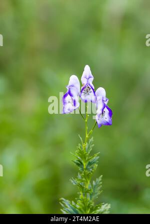 Blühende, blaue Blüten der Monkshood. Aconitum napellus toxische Pflanze. Stockfoto