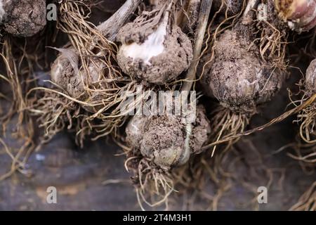 Ein Haufen reifer Bio-Knoblauch aus nächster Nähe. Stockfoto