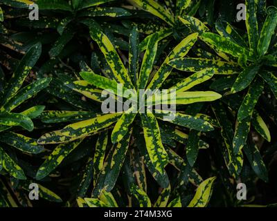 Grünes Blatt hintergrund, Natur Hintergrund Stockfoto
