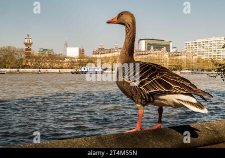 Die wilde Graugans, die auf einer Steinmauer am Ufer der Themse in der Innenstadt von London ruht. Die Graugans Anser anser ist eine Art o Stockfoto