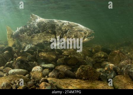 Der Chinook-Lachs (Oncorhynchus tshawytscha) ist eine bedrohte Art in Kalifornien, deren Lauf sie flussaufwärts ins Süßwasser führt, wo sie laichen und sterben. Stockfoto