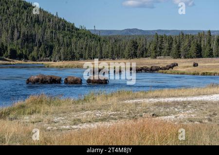 Wunderschöne Landschaft mit Bisons, die über den Firehole River im Yellowstone National Park spazieren, Stockfoto