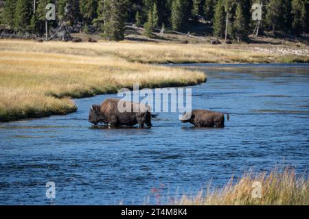 Erwachsener Bison führt einen jungen Bison über den Firehole River im Yellowstone National Park Stockfoto