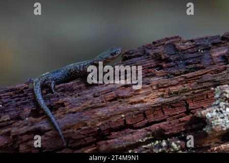 Sacramento Mountain Salamander, New mexico, USA. Stockfoto