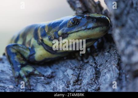 Arizona Tiger Salamander, Catron County, New Mexico, USA. Stockfoto