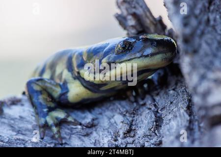 Arizona Tiger Salamander, Catron County, New Mexico, USA. Stockfoto