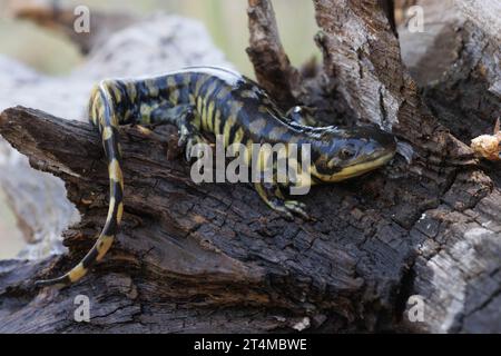 Arizona Tiger Salamander, Catron County, New Mexico, USA. Stockfoto