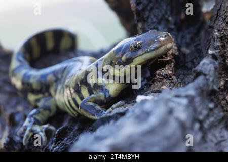 Arizona Tiger Salamander, Catron County, New Mexico, USA. Stockfoto