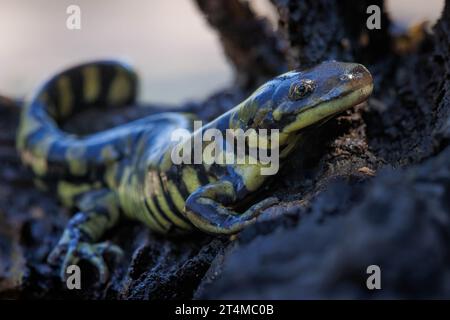 Arizona Tiger Salamander, Catron County, New Mexico, USA. Stockfoto