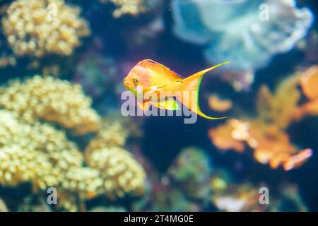 Flossenfische Anthias unter Wasser Stockfoto