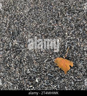 Ein einzelnes Orangenblatt auf einem Bett aus Kiefernasche auf einem Waldboden nach einem Waldbrand in colorado 2020. Stockfoto