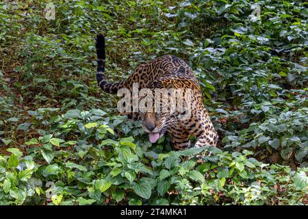 Der jaguar (Panthera onca) spaziert in tropischer Natur Stockfoto