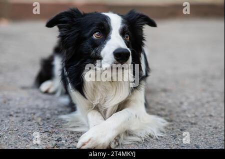 Border Collie Dog, der draußen Scham treibt. Stockfoto