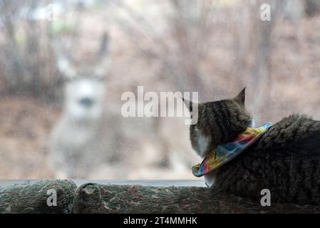 Hauskatze beobachtet einen Hirsch durch ein Fenster, Joseph, Oregon. Stockfoto