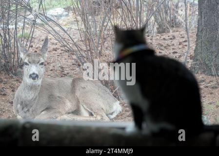 Hauskatze beobachtet einen Hirsch durch ein Fenster, Joseph, Oregon. Stockfoto