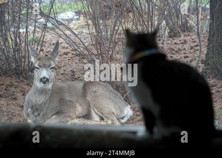 Hauskatze beobachtet einen Hirsch durch ein Fenster, Joseph, Oregon. Stockfoto