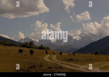A group of cows meandering through a lush, green grassy field near mountains in Svaneti, Georgia Stockfoto