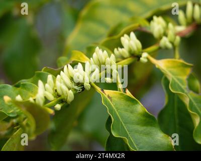 Kaffee-Arabica-Baum blüht, üppige weiße Blumen und grüne Blätter auf langen Stielen, Nahaufnahme, australischer Küstengarten Stockfoto