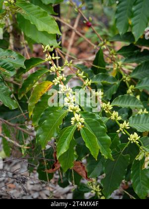 Kaffee-Arabica-Baum blüht und blüht, weiße Blütenknospen und grüne Blätter an langen Stielen, australischer Küstengarten Stockfoto