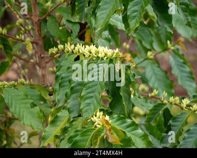 Kaffee-Arabica-Baum blüht und blüht, weiße Blütenknospen und grüne Blätter an langen Stielen, australischer Küstengarten Stockfoto