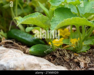 Grüne Gurken, Burpless, Cucumis Sativus, gelbe Blüten und grobe strukturierte grüne Blätter, die in einem australischen Gemüsegarten wachsen Stockfoto