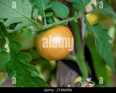 Eine Orangentomatenfrucht auf der Weinrebe, reift, grüne Blätter, im Gemüsegarten Stockfoto