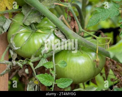 Zwei große, saftig aussehende, grüne, unreife Tomaten auf der Weinrebe in einem australischen Gemüsegarten Stockfoto