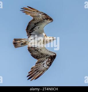 Ein östlicher Osprey im Flug gegen einen klaren blauen Himmel Stockfoto