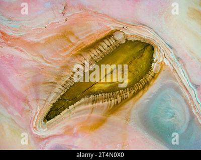 Salz Amoeba Stockfoto