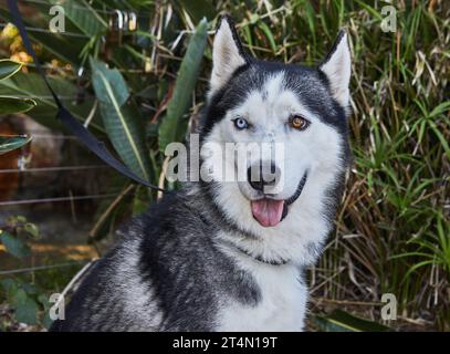 Ein Hund der Laika-Rasse mit bunten Augen sitzt auf der Straße Stockfoto