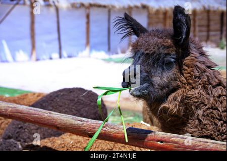 Porträt der Alpakaweide im Zoo Stockfoto