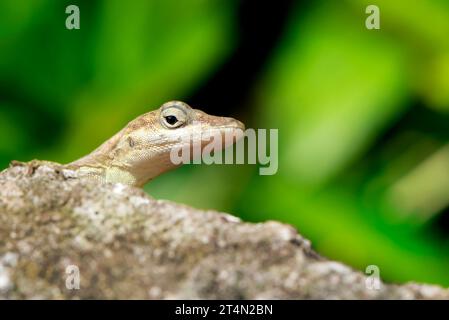 Eine Sabanole (Anolis sabanus), die über einem Felsen ragt. Stockfoto