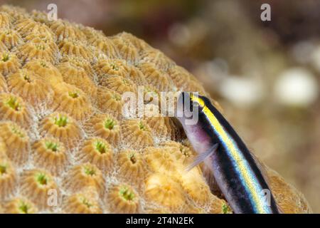 Sharknose-Ziege (Elacatinus evelynae) auf einem Korallenkopf. Stockfoto