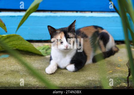 Schöne Calico-Katze, mehrfarbige Katze, die auf der Stufe ruht Stockfoto