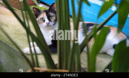 Wunderschöne Calico-Katze, mehrfarbige Katze, die auf der Stufe hinter Blumen ruht und in die Kamera starrt Stockfoto