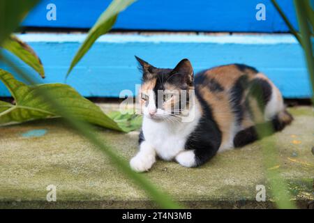 Schöne Calico-Katze, mehrfarbige Katze, die auf der Stufe ruht Stockfoto